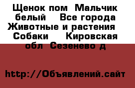 Щенок пом. Мальчик белый  - Все города Животные и растения » Собаки   . Кировская обл.,Сезенево д.